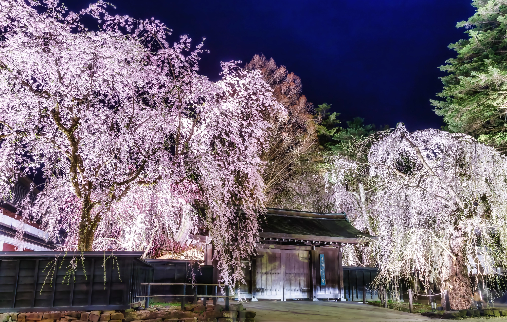 しだれ桜降り注ぐ「角館武家屋敷」の夜桜ライトアップ